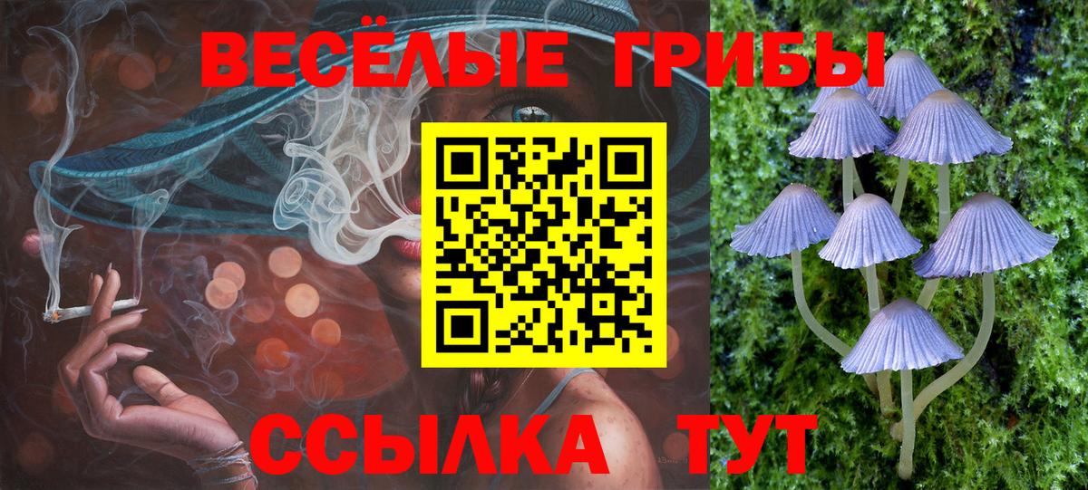 Галлюциногенные грибы Psilocybe Кизляр